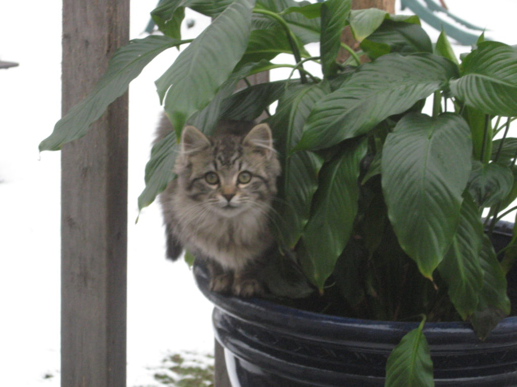 Our Kitty Rescue Story, picture of a Kitten in a plant