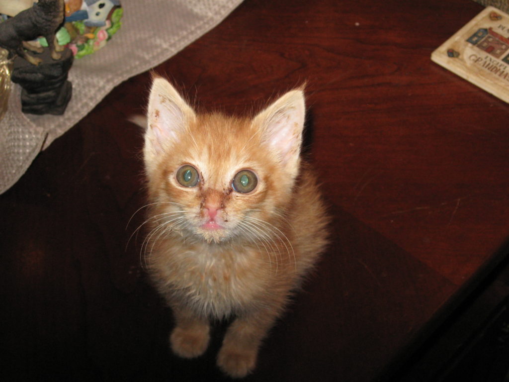 Our Kitty Rescue Story, picture of baby Banjo