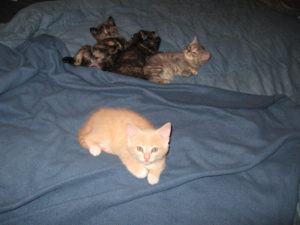 Our Kitty Rescue Story, pictue of mother cat and kittens.